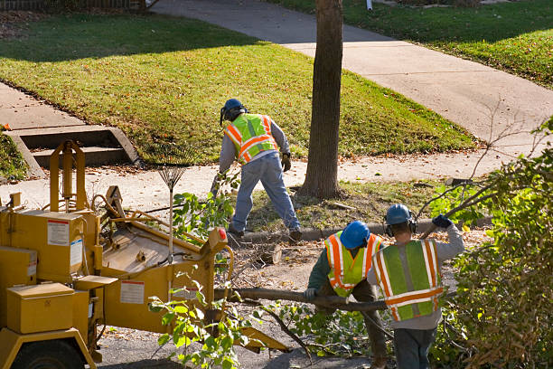 Kalona, IA Tree Care Services Company