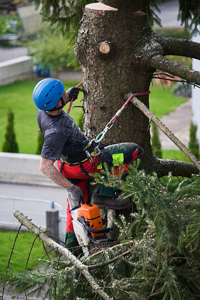 Lawn Pest Prevention in Kalona, IA