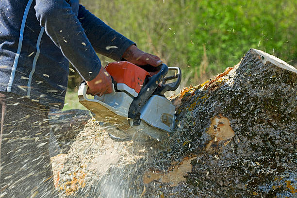 Seasonal Cleanup (Spring/Fall) in Kalona, IA